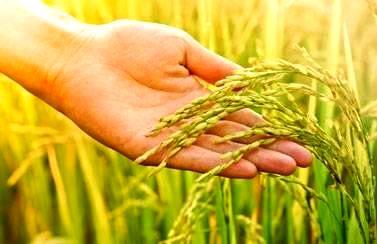 富硒大米生产集成技术研究意义
